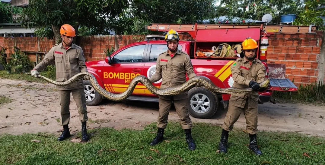 Sucuri com mais de 5 metros mata cachorro e é capturada por bombeiros no Acre