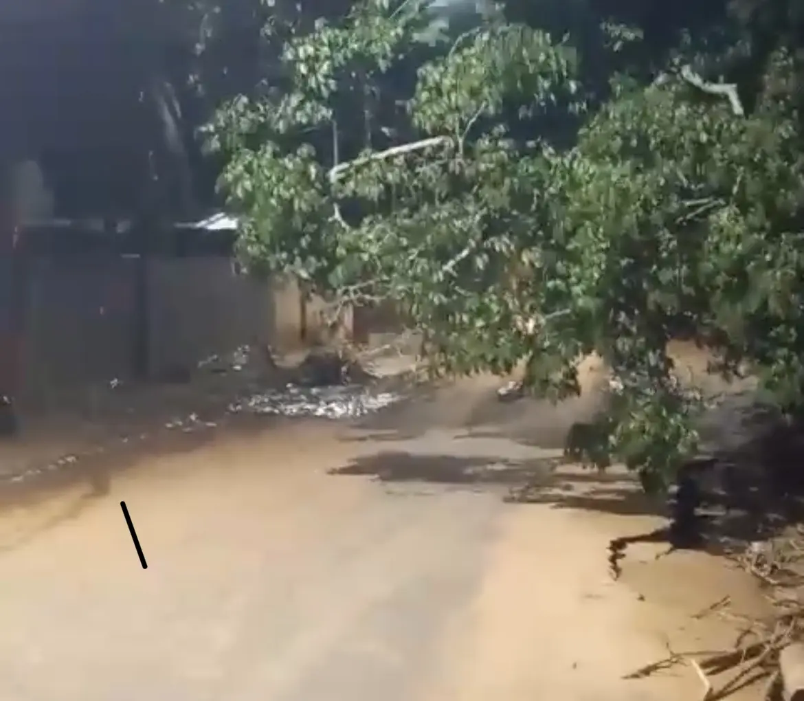 Vídeo mostra momento exato em que árvore é ‘engolida’ e levada pelas águas do Rio Acre