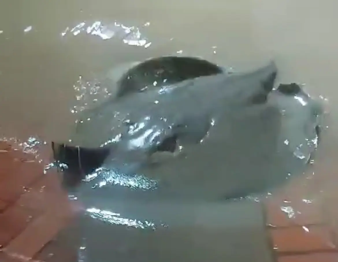 VÍDEO: população encontra arraia grande no Calçadão da Gameleira e fica assustada; ASSISTA