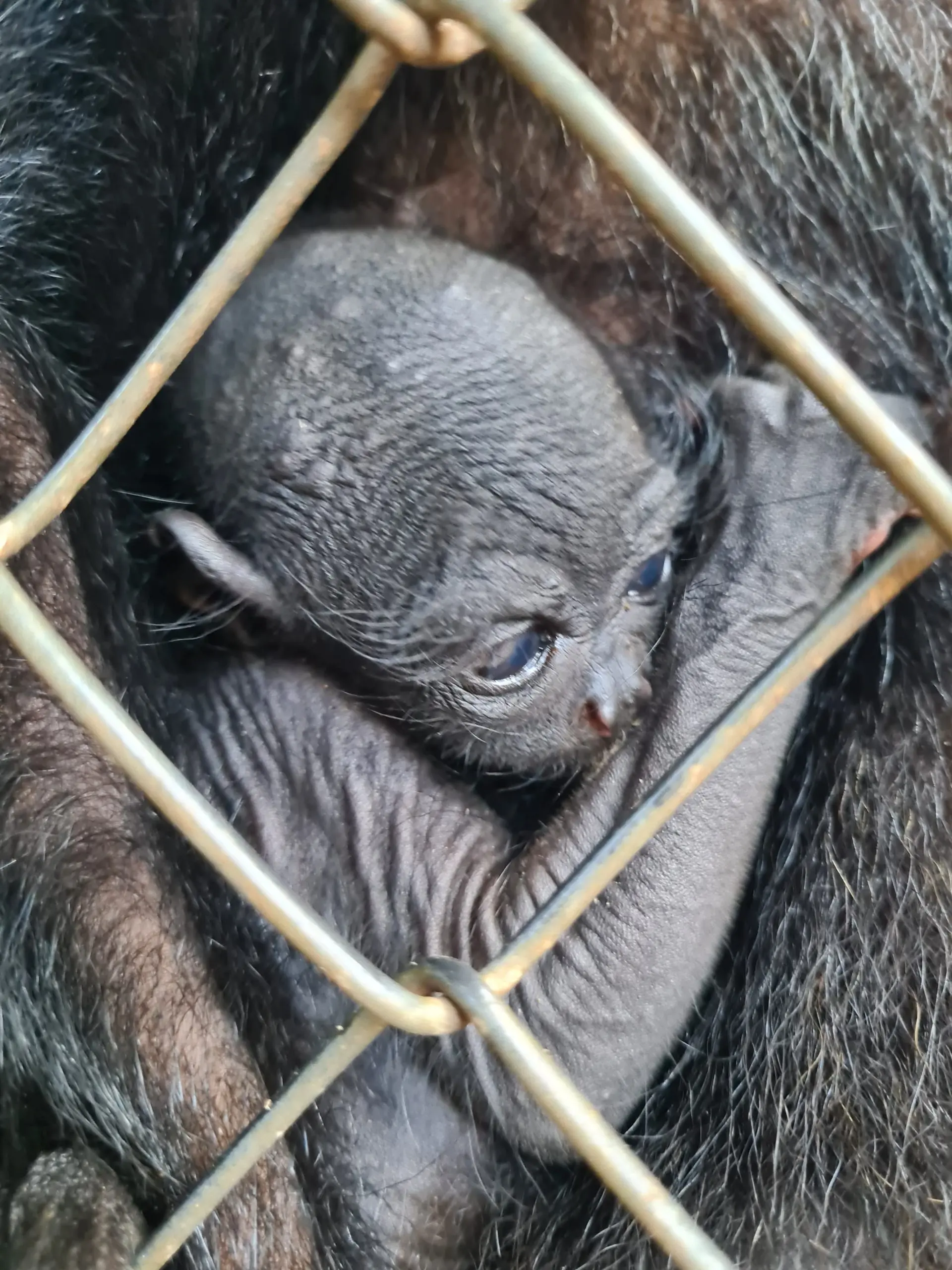 Momento fofura: filhote de macaco-aranha nasce no parque Chico Mendes; FOTOS