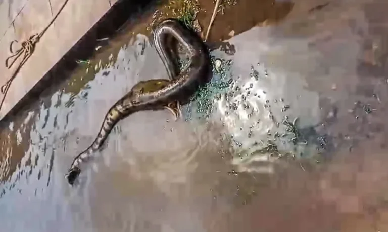 Sucuri gigante é flagrada por moradores de bairro alagado em Rio Branco; ASSISTA