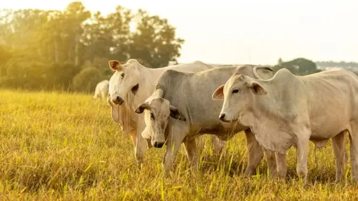 Pecuaristas de Rondônia são alvos do golpe da falsa negociação de gado