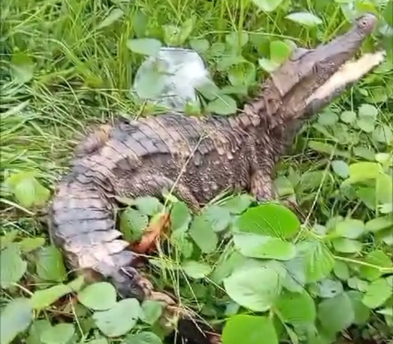 Jacaré é encontrado às margens da Avenida Brasil, em Sena Madureira; veja o vídeo