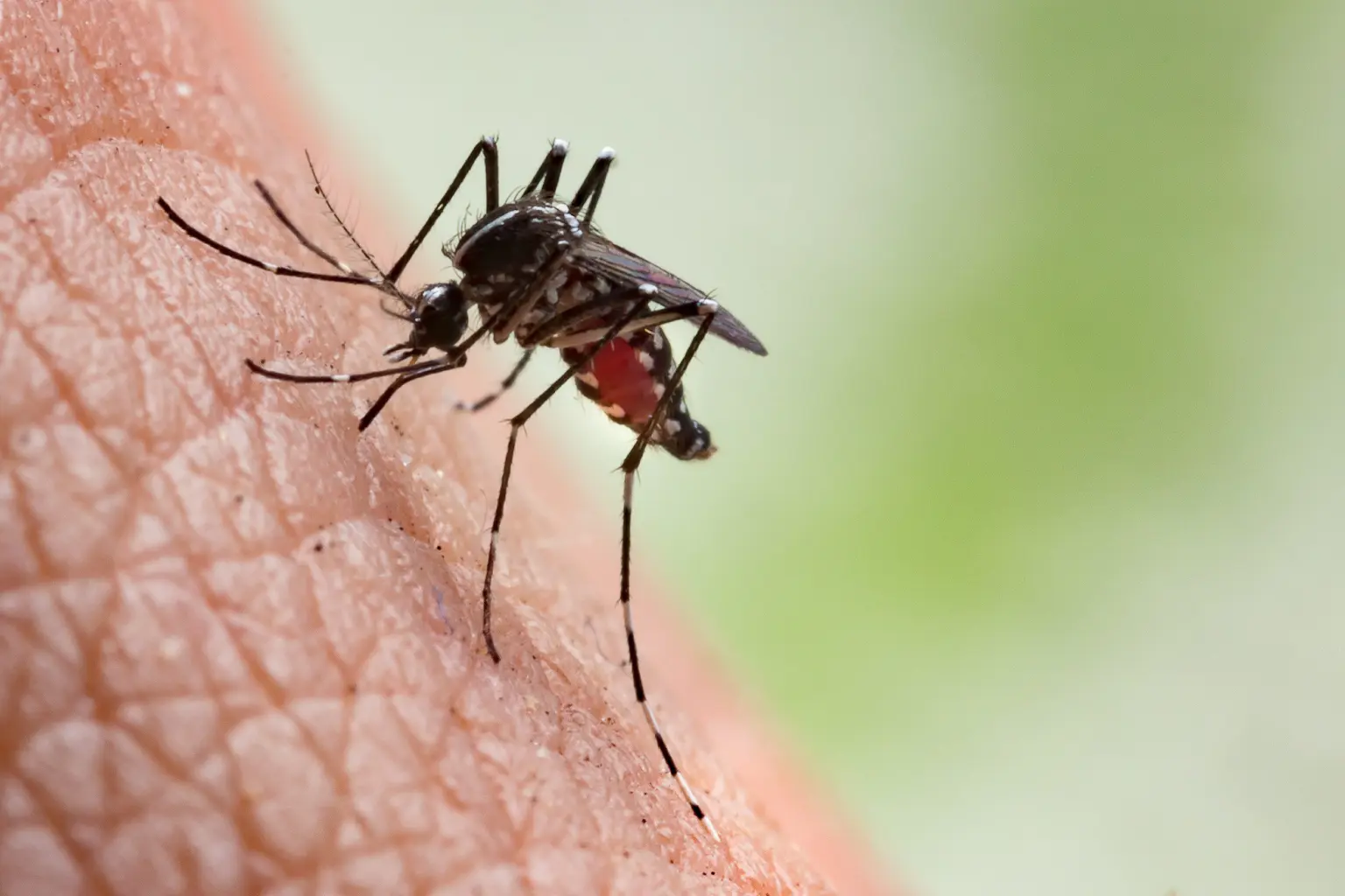Acre tem aumento de mais de 700% nos casos de Chikungunya em 2024, revela levantamento