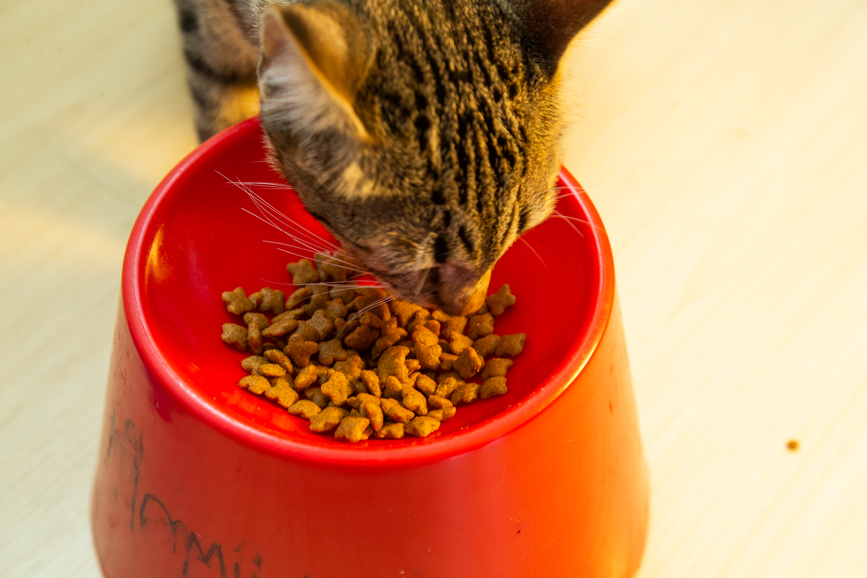 Após problemas em gatinhos, empresa de rações diz que testes feitos não apontam erros em produtos