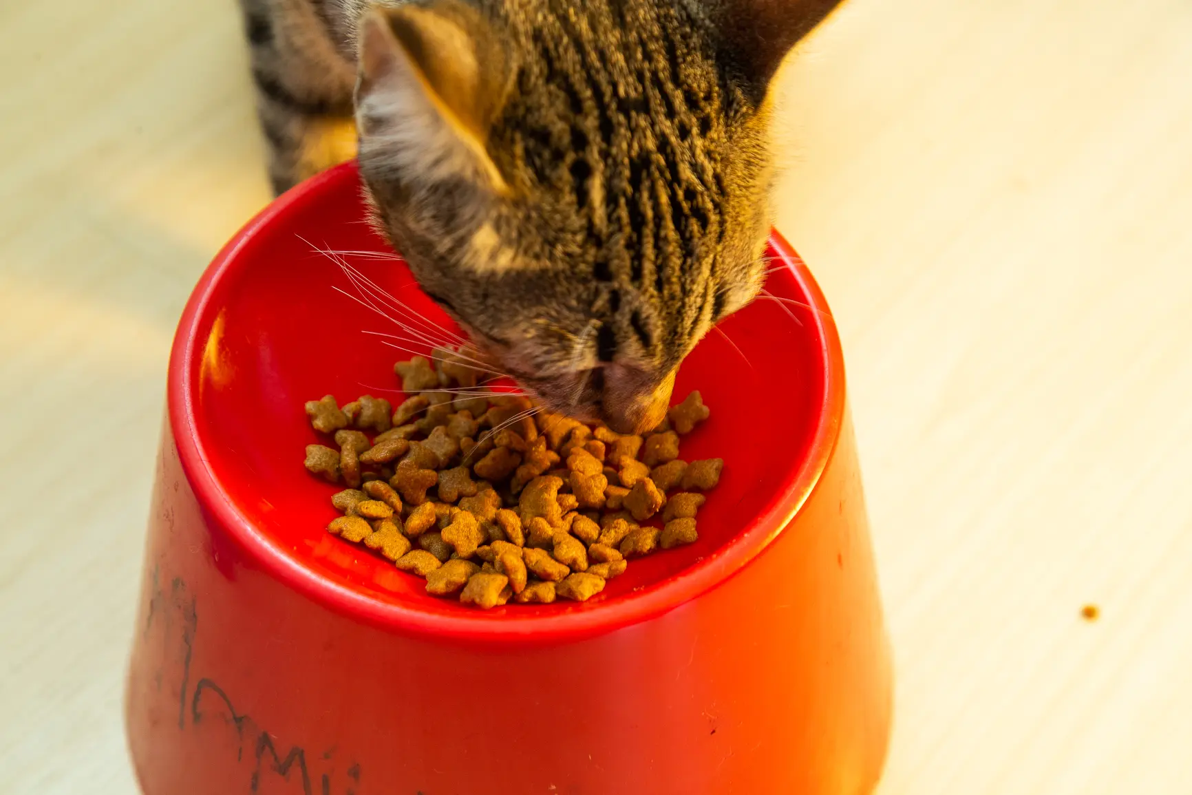 Após problemas em gatinhos, empresa de rações diz que testes feitos não apontam erros em produtos