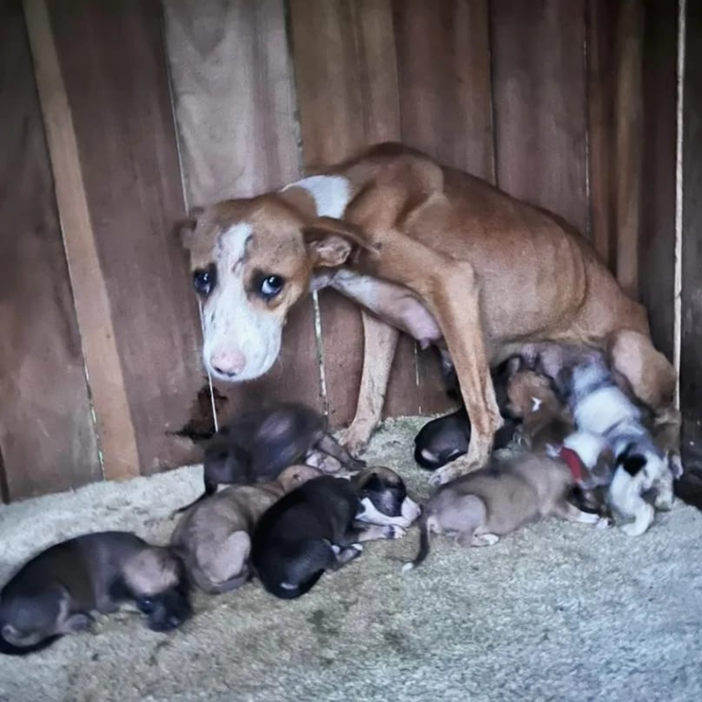 Associação de Amigos dos Pets de Manoel Urbano deve mais de R$3,5 mil e pede ajuda para comprar ração