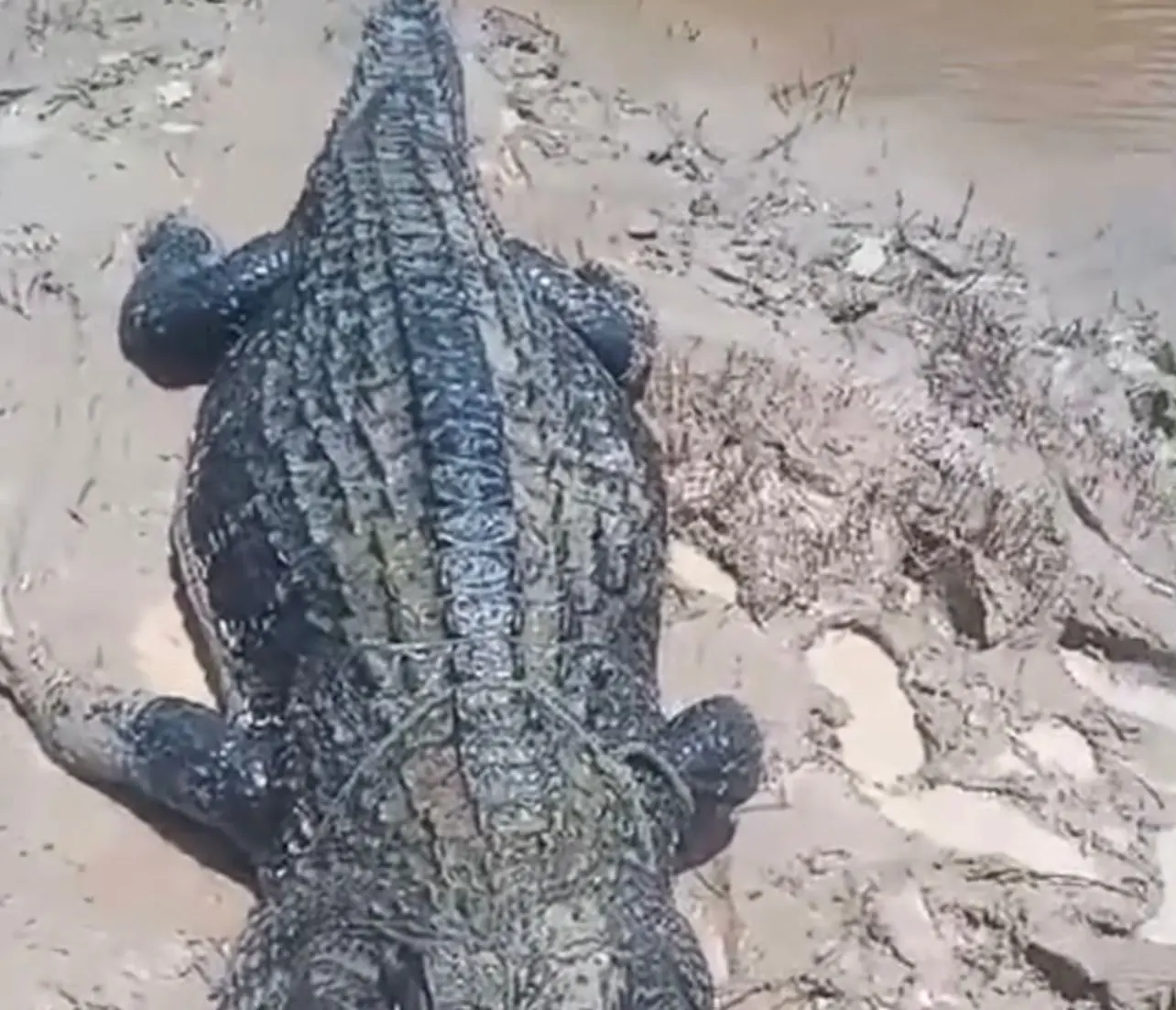 Ribeirinhos matam jacaré após tentativa de ataque a embarcação em Sena Madureira; veja o vídeo