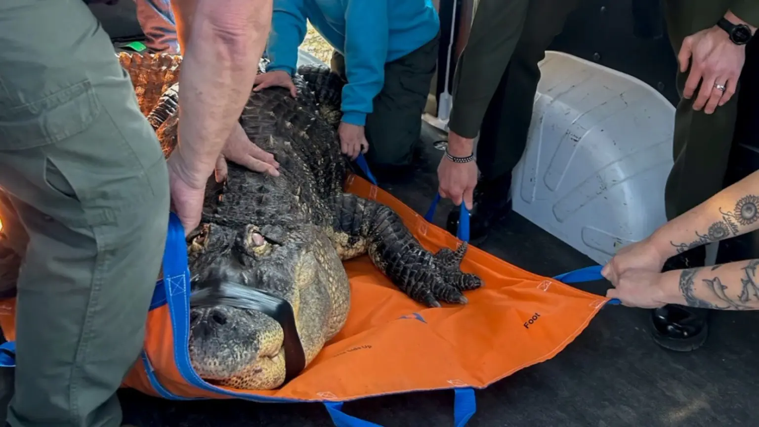 Crocodilo cego e doente é resgatado de piscina de casa