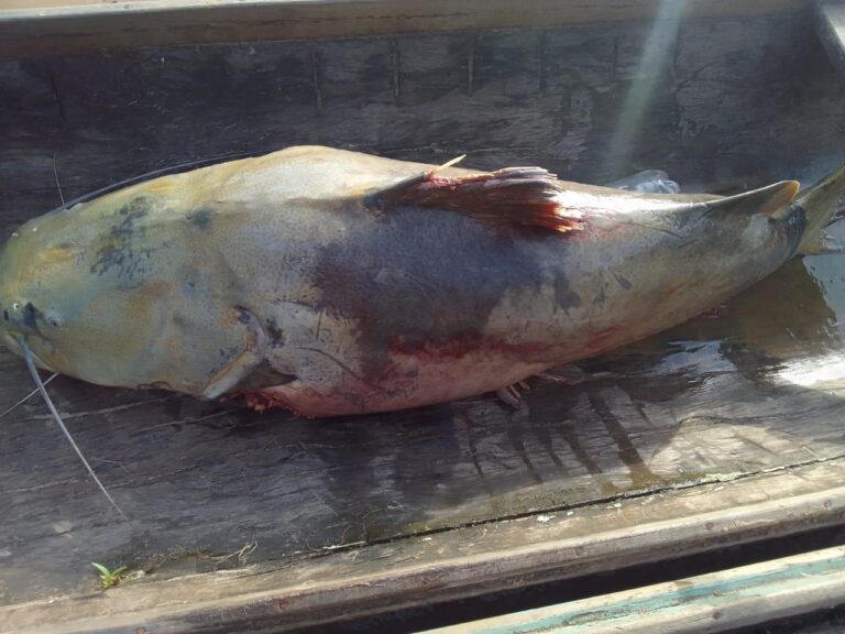 Mesa farta: morador captura peixe de mais de 50 quilos no interior do Acre e vai repartir com a família Mesa farta: morador captura peixe de mais de 50 quilos no interior do Acre e vai repartir com a família