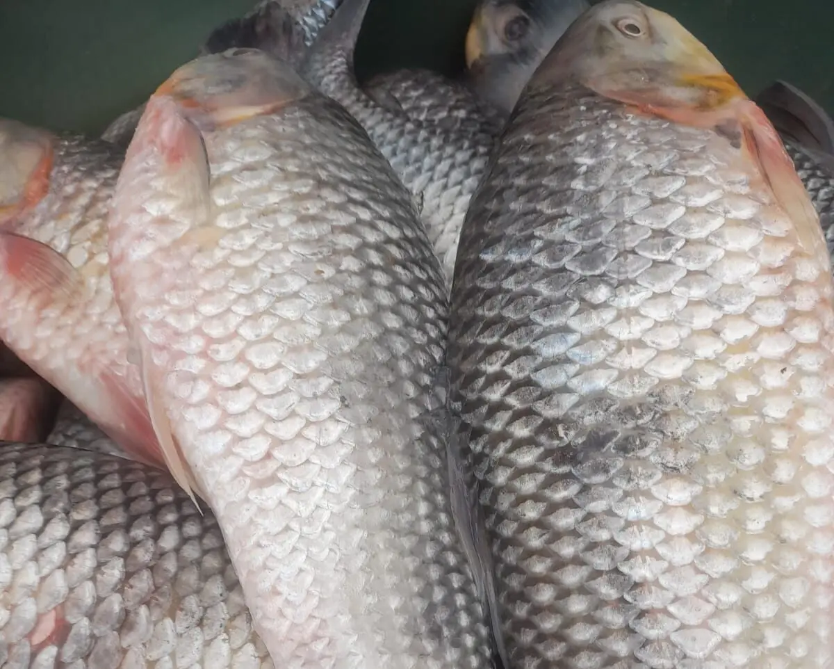 Piscicultor garante mais de 8 toneladas de peixe para a Semana Santa, em Sena Madureira