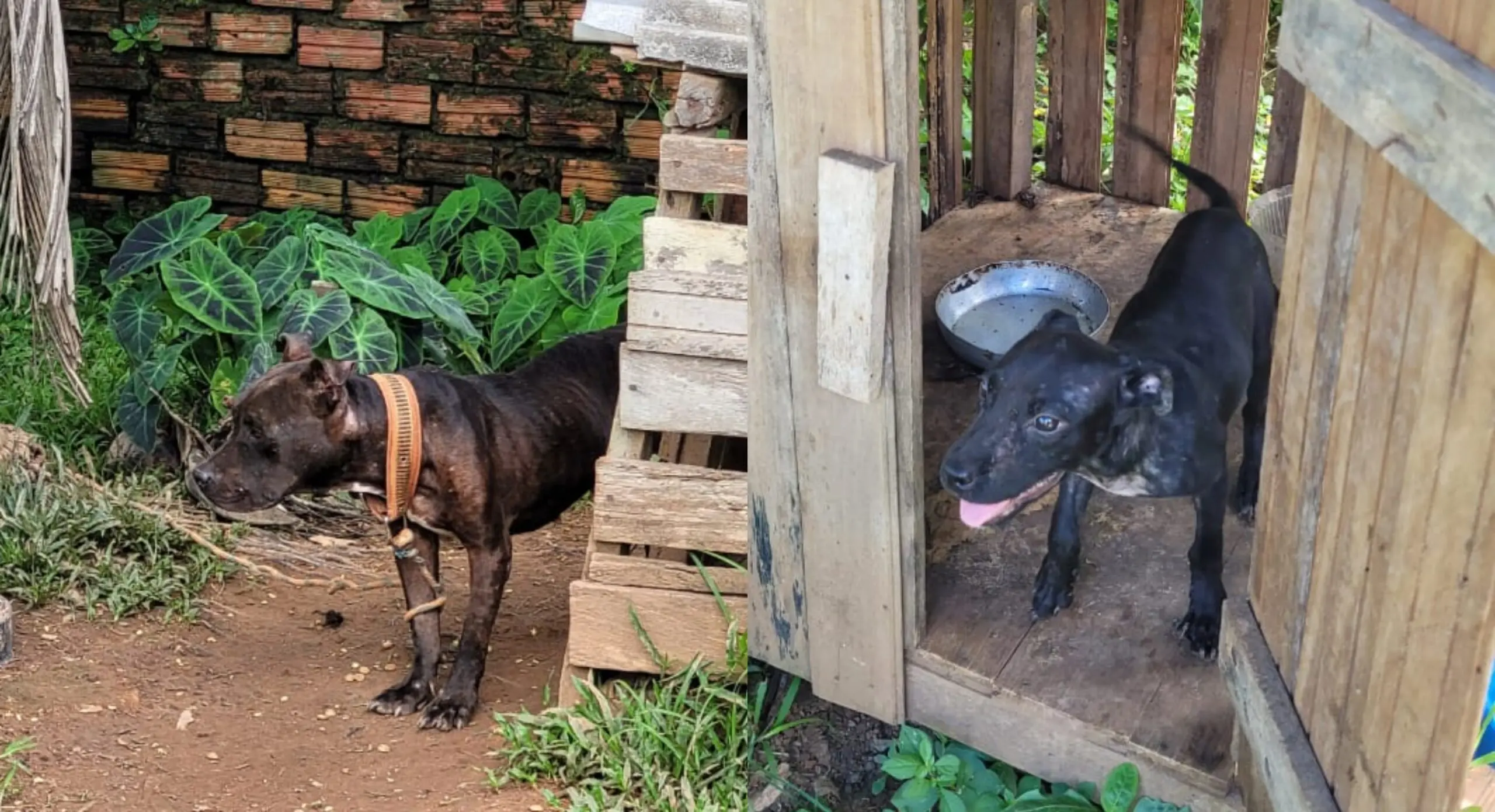 Polícia resgata cães vítimas de maus-tratos e em estado de desnutrição; tutor é levado à delegacia
