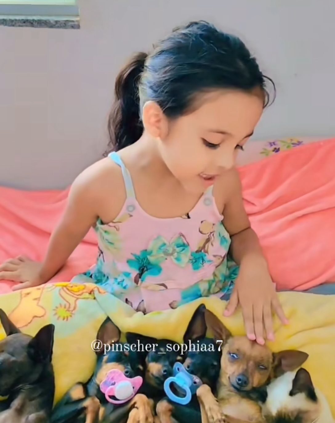 ‘Encantadora de pinschers’ pede ajuda para achar cachorrinha que foi roubada no Acre