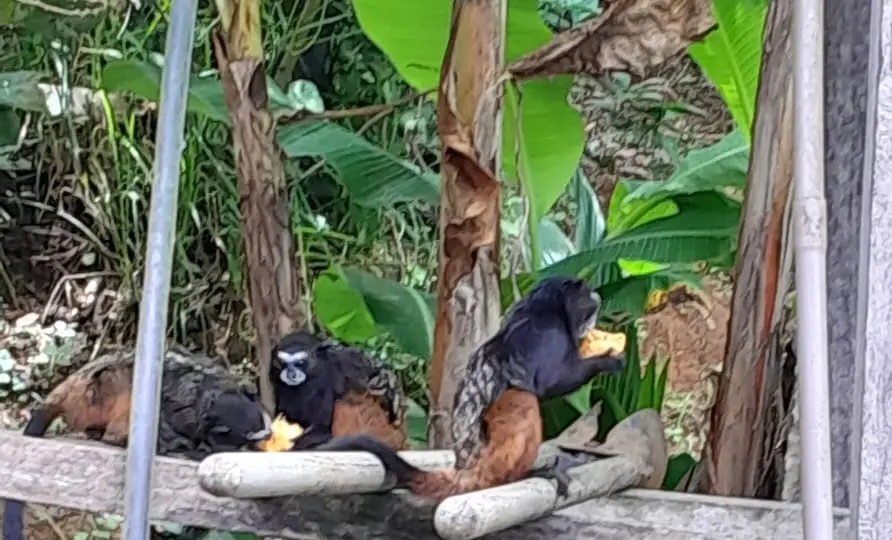 Bando de macacos “invade” quintal em Sena Madureira e moradores ficam impressionados