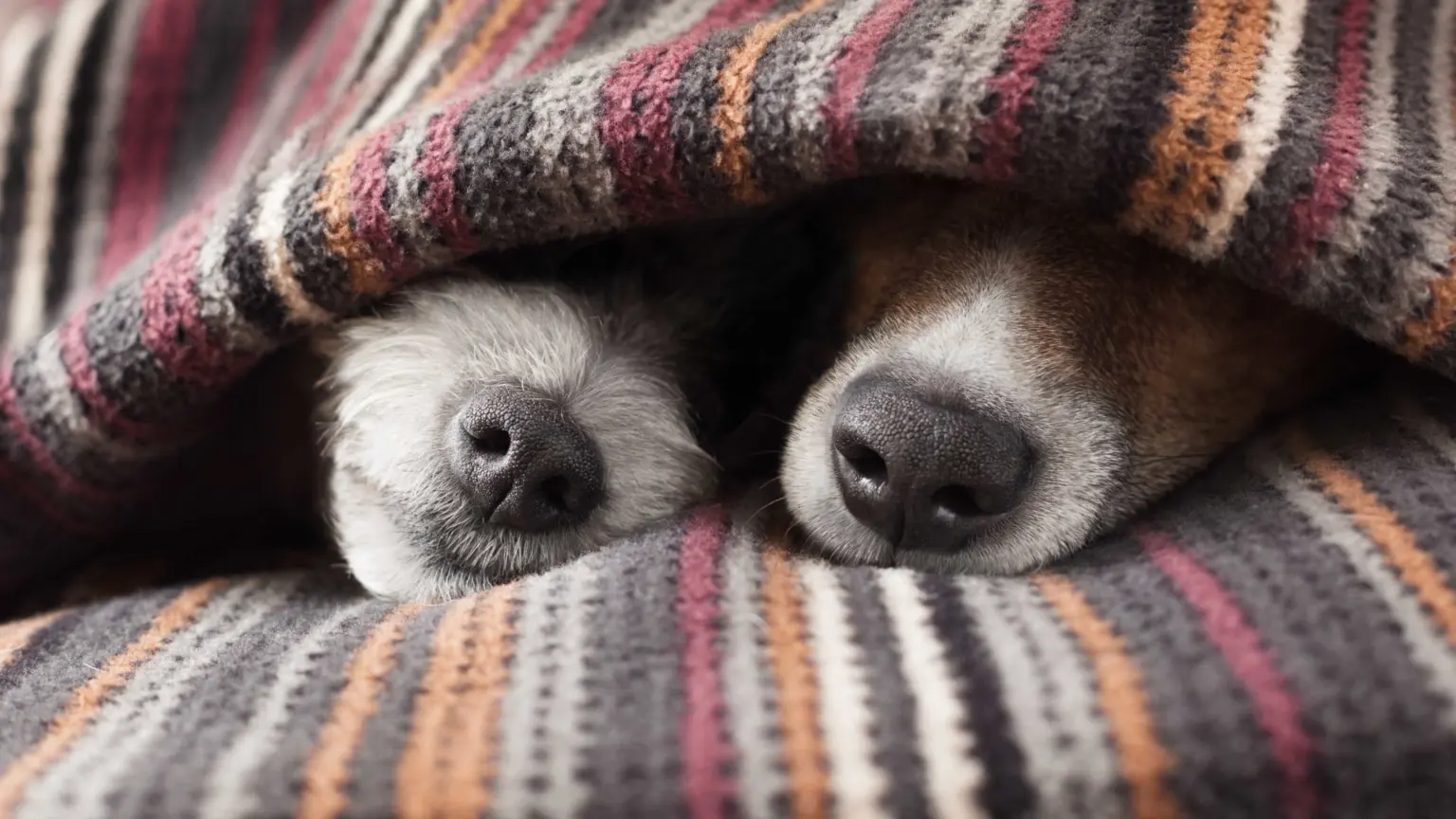 Cinco dicas para redobrar os cuidados com o pet em dias de frio