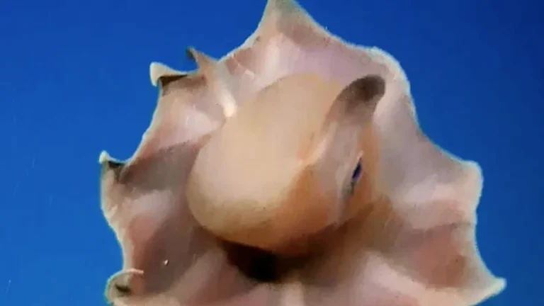 Veja imagem rara de um polvo Opisthoteuthidae capturada nas águas profundas do estado do Rio