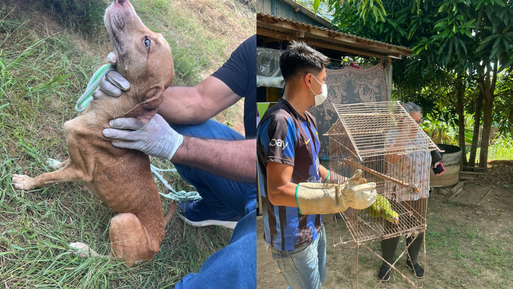 Polícia resgata mais de 40 cães, gatos e papagaios que eram vítimas de maus-tratos em Rio Branco