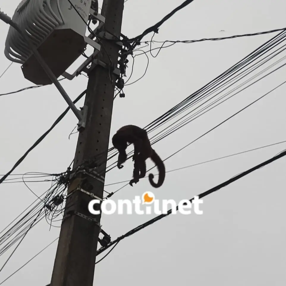 Macaco morre em fio de alta tensão e deixa parte do bairro Alto Alegre sem energia elétrica