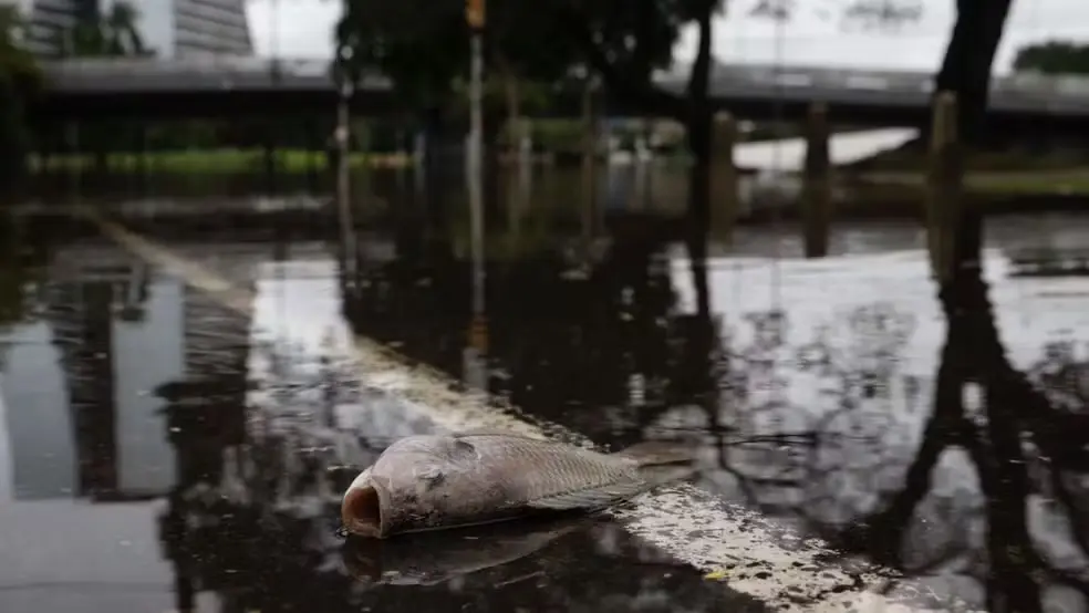 Água baixa, e Porto Alegre agora convive com ratos, animais mortos e mau cheiro nas ruas