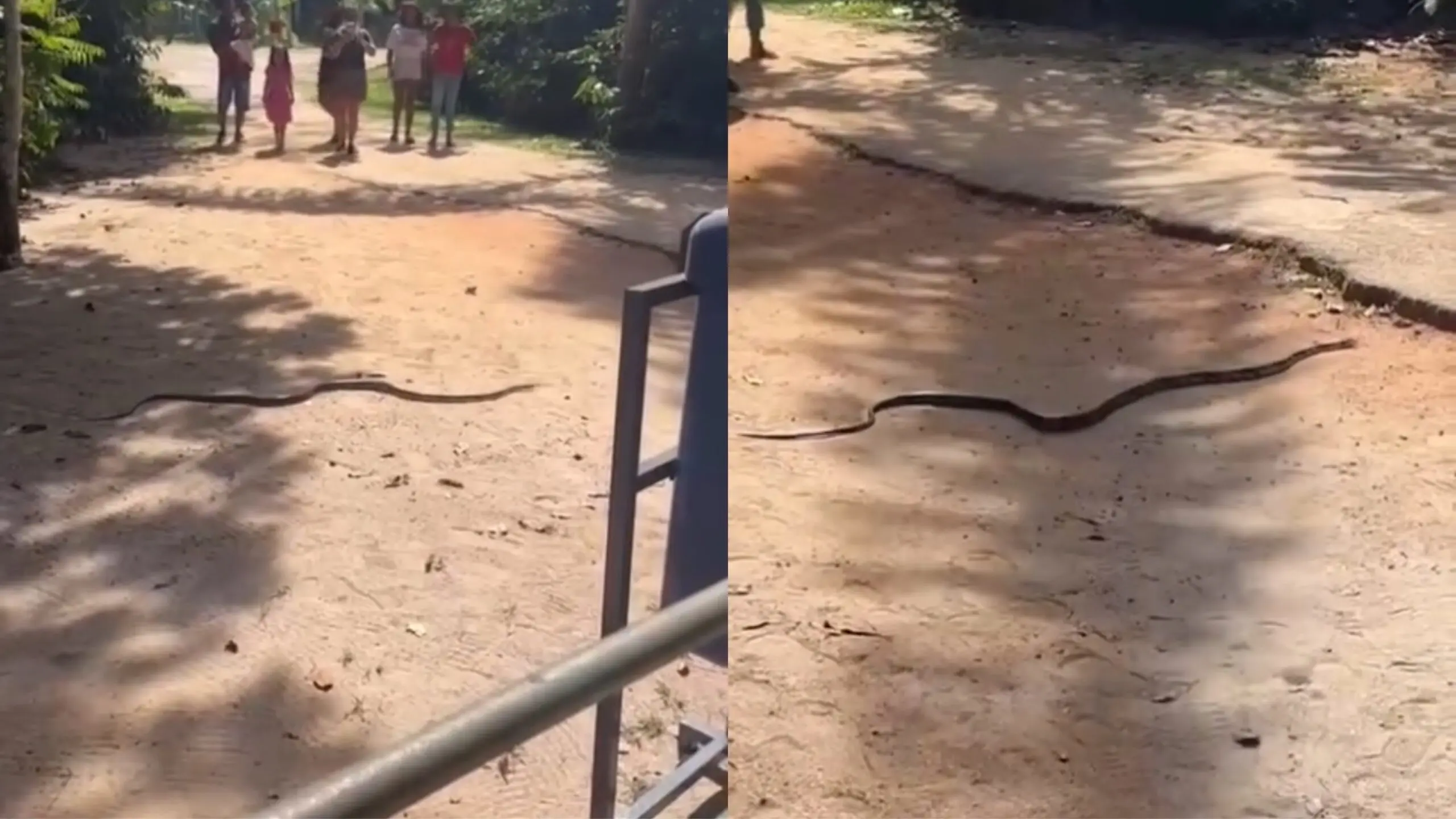 VÍDEO: cobra à solta no Parque Chico Mendes assusta visitantes em Rio Branco
