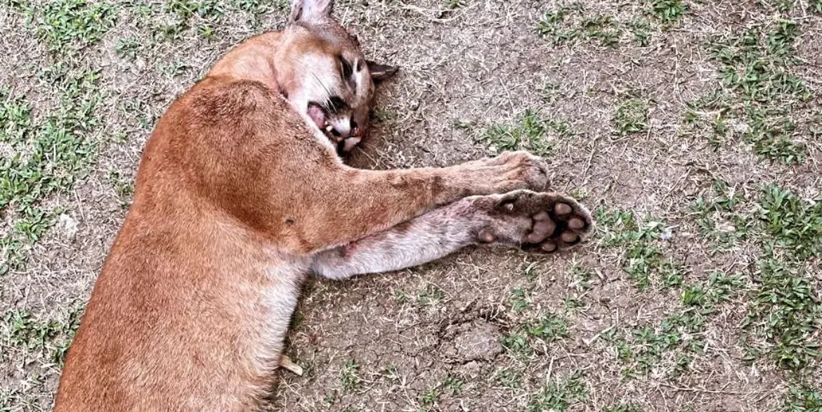 Onça parda é encontrada morta por moradores após aparecer em cidade no interior do Acre
