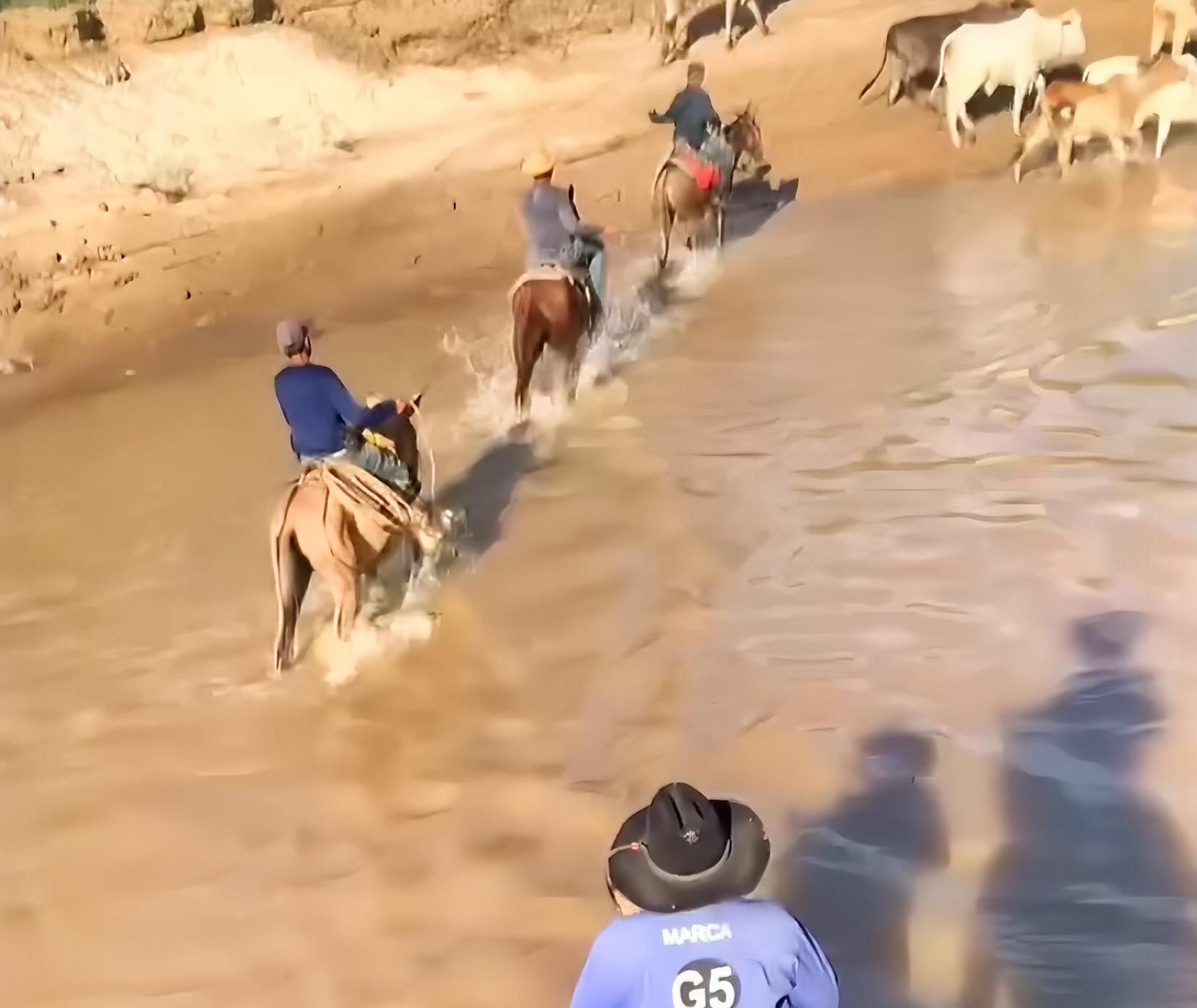 Nível do Rio Macauã em Sena Madureira possibilita travessia de cavalos; veja vídeos