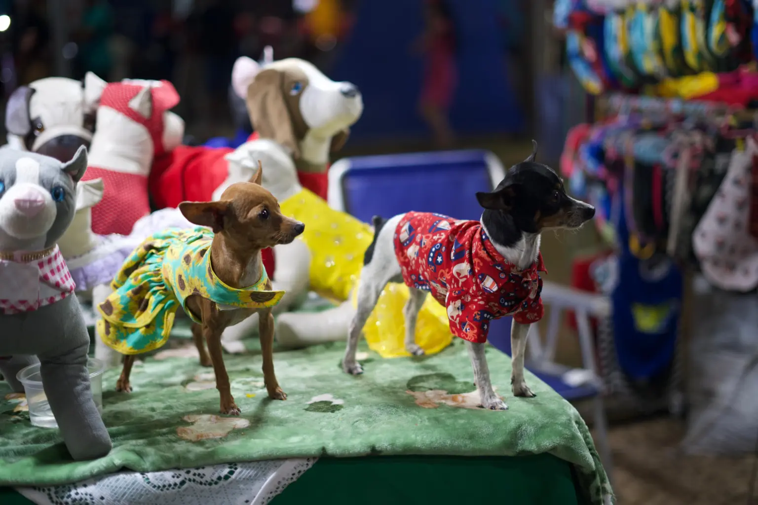 Xodó e Julie: conheça os modelos que chamaram atenção em loja de moda pet; FOTOS
