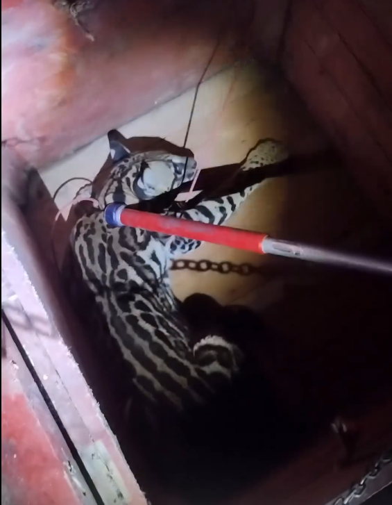 Jaguatirica é resgatada após ser encontrada por moradores no interior do Acre; VÍDEO