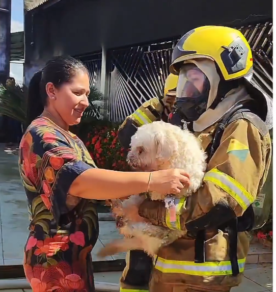 Bombeiros salvam cadelinha durante incêndio de grandes proporções no Acre; ASSISTA