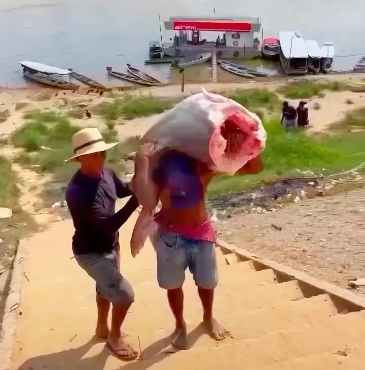 Pescadores capturam peixe gigante em Boca do Acre e vídeo viraliza nas redes sociais