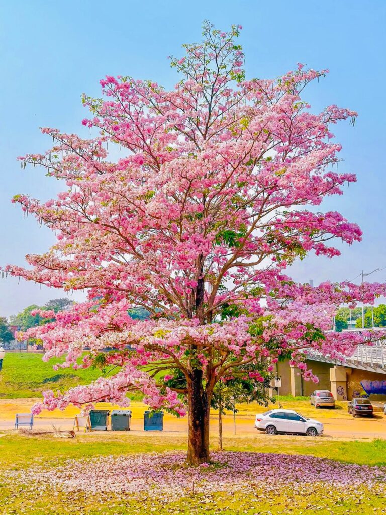 O vazio da carência e o silêncio do outono partindo