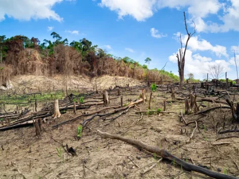 Dono de construtora é condenado por desmatar terra indígena em Rondônia