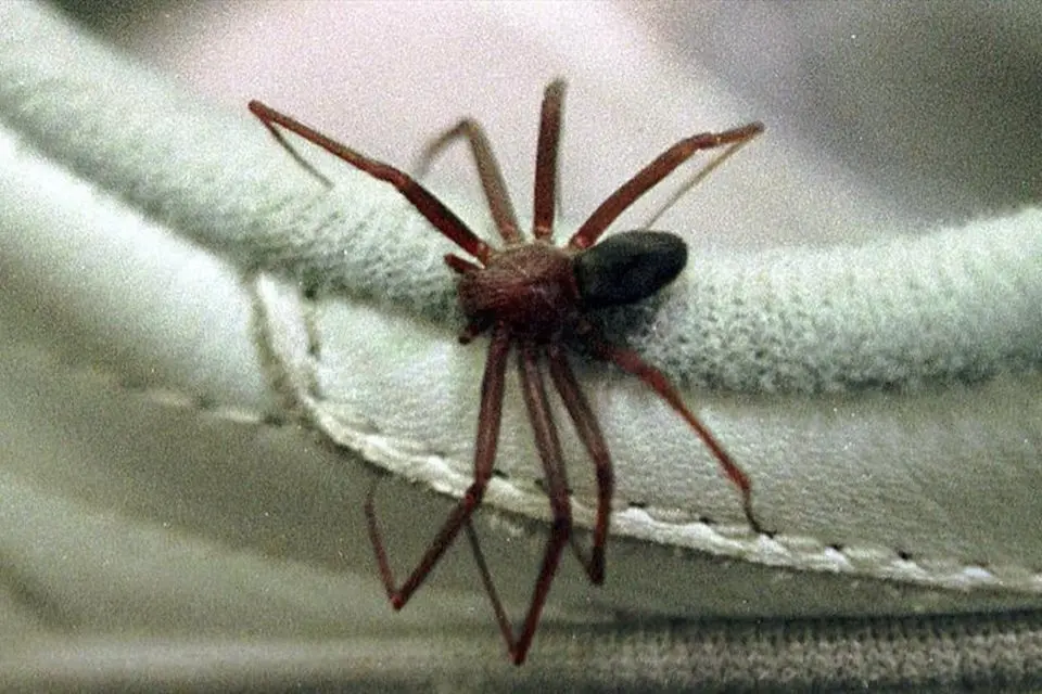 “Gordo mais rápido do Brasil”: saiba riscos de picadas de aranha