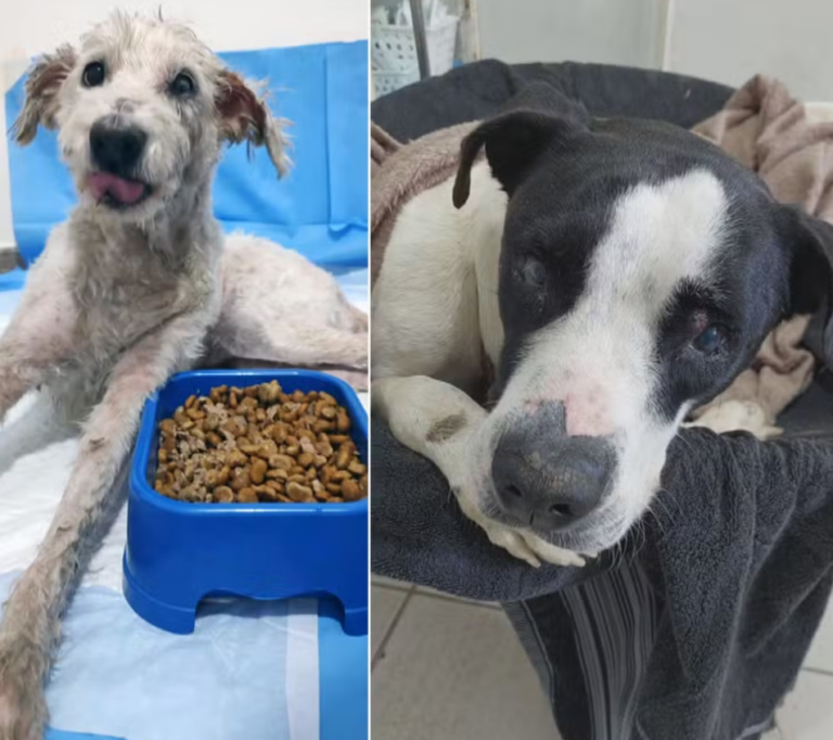 Polícia diz que donos de cachorros enterrados vivos pagaram R$ 300 para que homens cometessem o crime