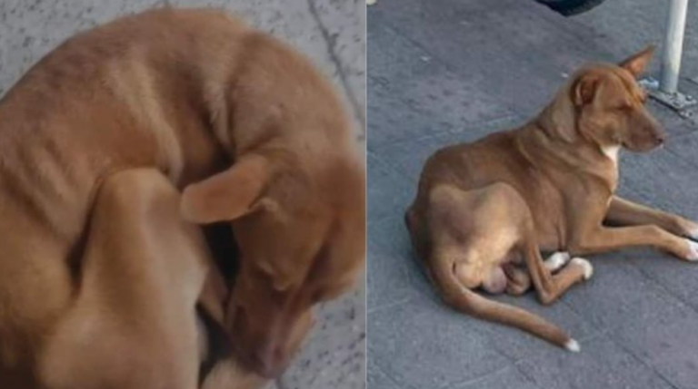 Vira-lata caramelo que esperou por tutor morto em hospital é resgatado