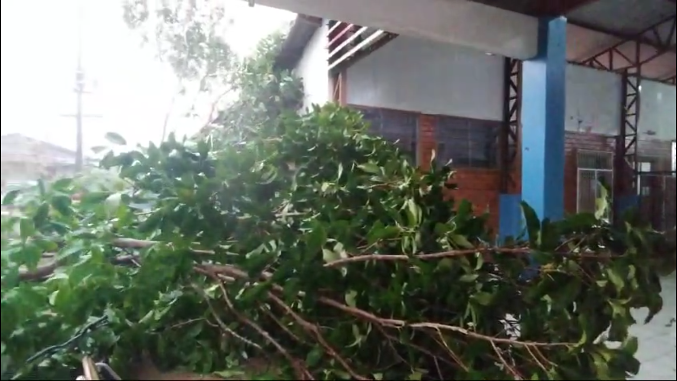 Vídeo mostra temporal derrubando árvore dentro de escola em Rio Branco; ASSISTA