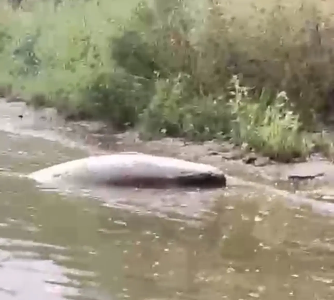 VÍDEO: peixe gigante encalha nas margens de rio por conta da seca extrema e morador registra momento