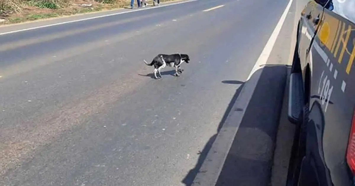 No mesmo dia, Acre registra dois acidentes graves envolvendo cachorros; entenda