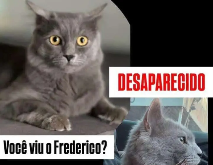 Família oferece recompensa de R$ 500 para encontrar gatinho desaparecido em Rio Branco