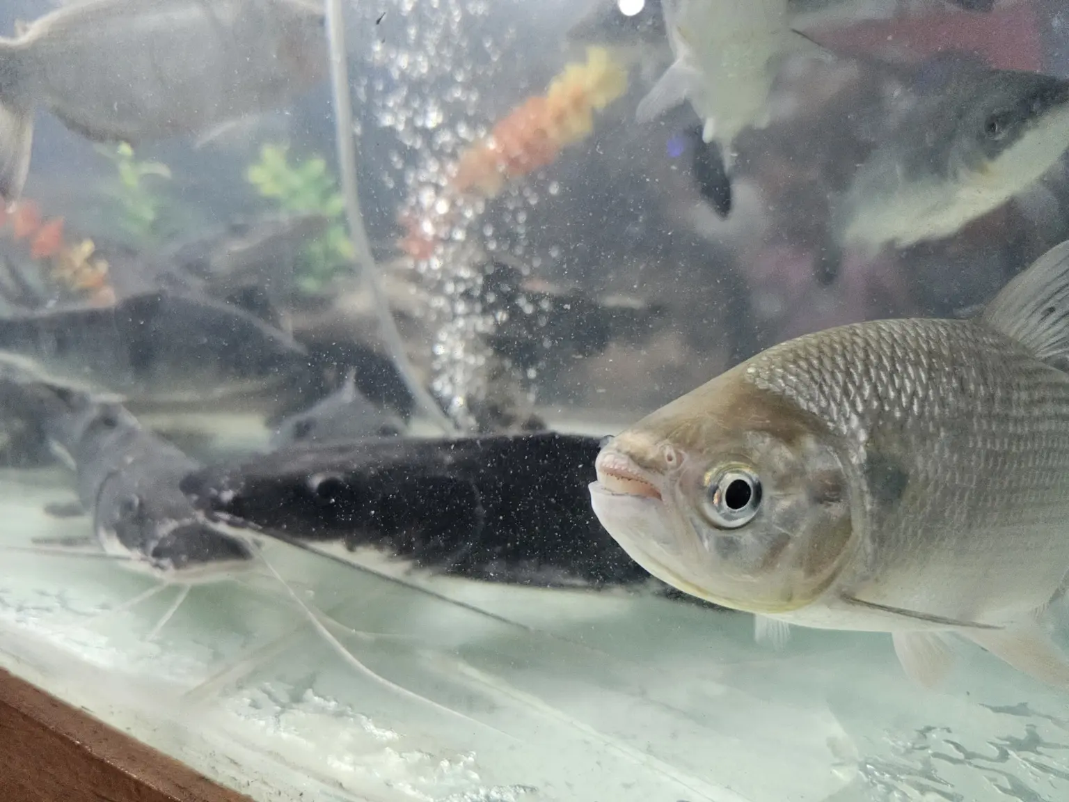 Espaço da piscicultura é destaque na Expoacre e registra grande número de visitas