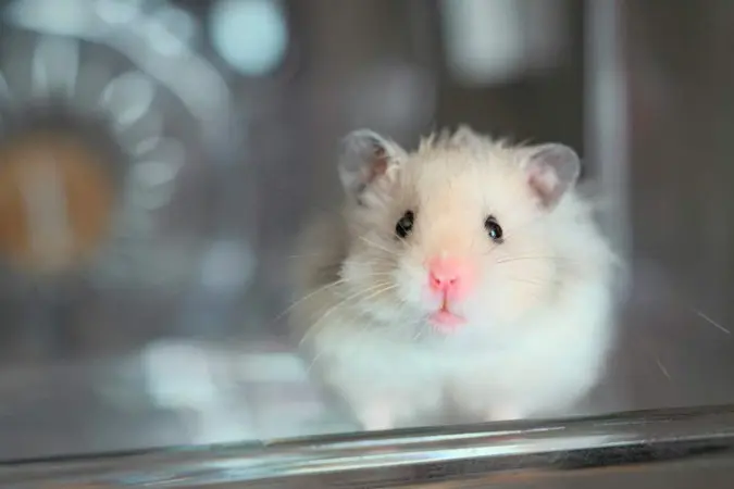 Mulher morre após ser mordida por hamster de estimação
