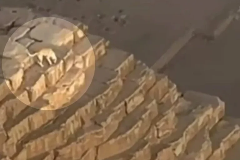 Vira-lata caramelo é flagrado no topo da Pirâmide de Gizé, no Egito; veja vídeos