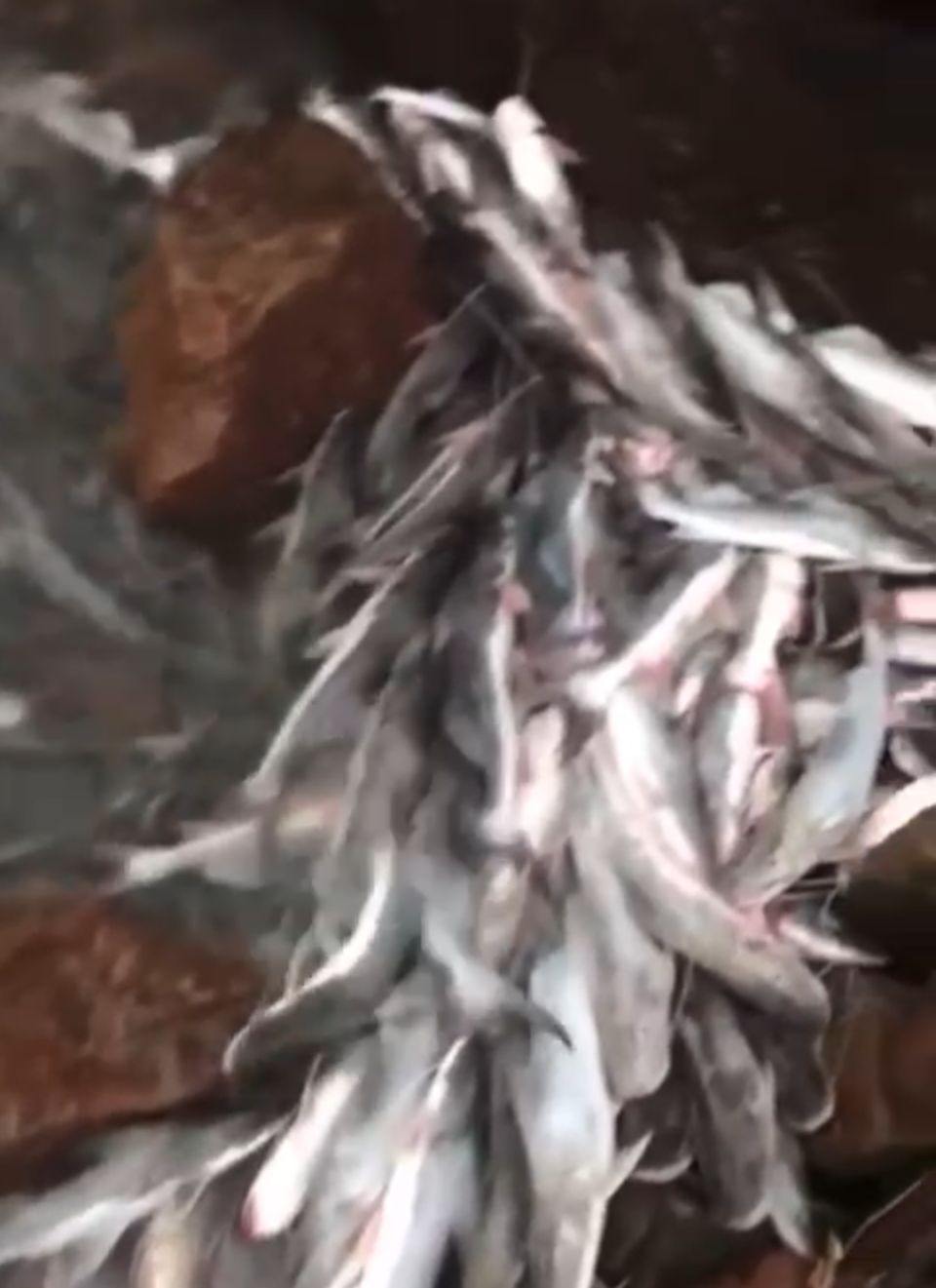 Pescador mostra milhares de peixes morrendo próximo a usina no Rio Madeira
