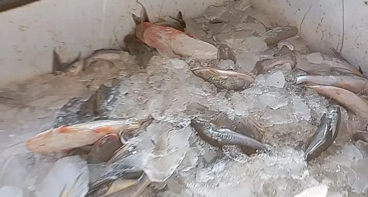Pescador encontra piracema, mas diz que mandim está muito “brabo”: “Não peguei muitos”