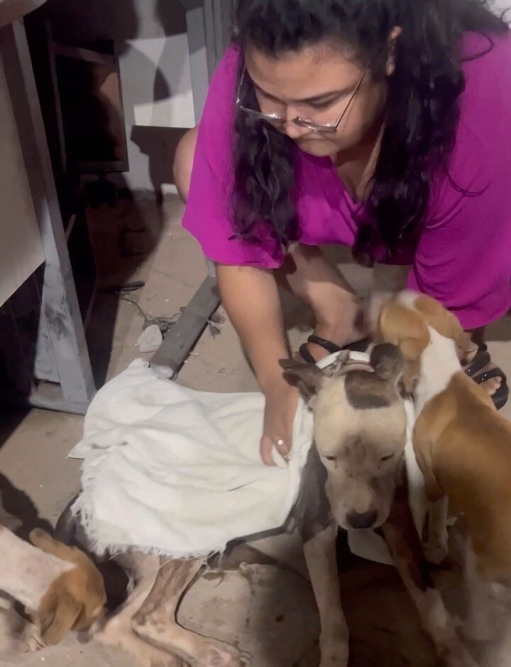 ONG Patinha Carente resgata cães vítimas de maus-tratos e pede ajuda para tratamento