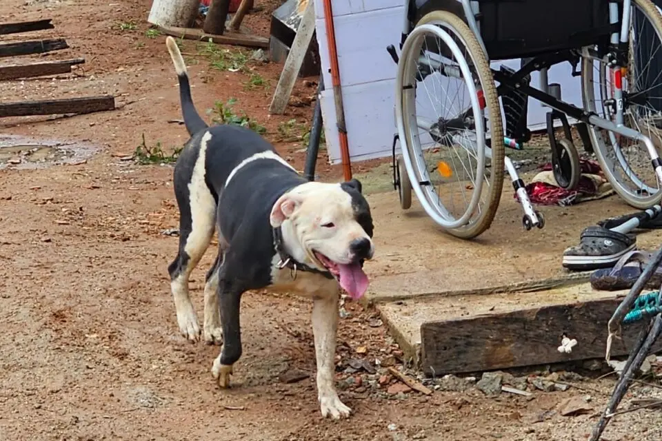 Cadeirante tem parte da orelha decepada após ser derrubada por pit bull
