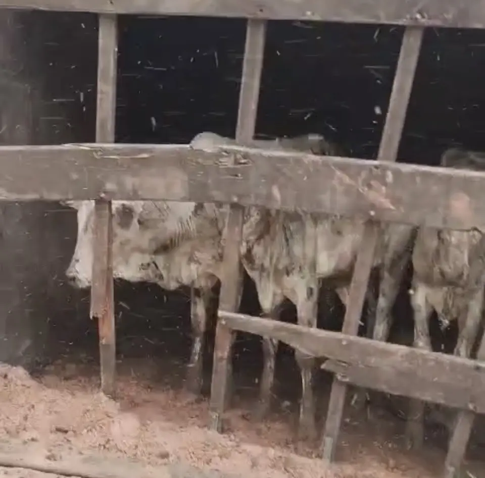 Caminhão que matou motorista esmagado no Acre ficou destruído e deixou animais em pânico