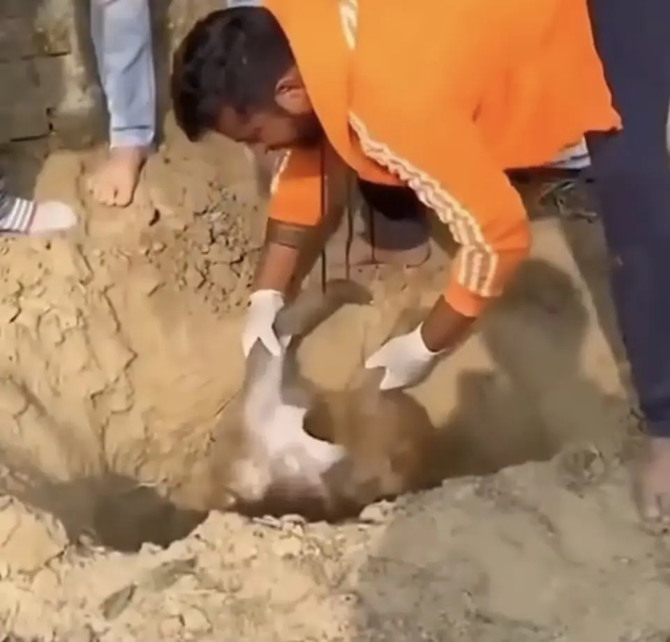 VÍDEO: Macaquinho se recusa a soltar mãe que morreu atropelada