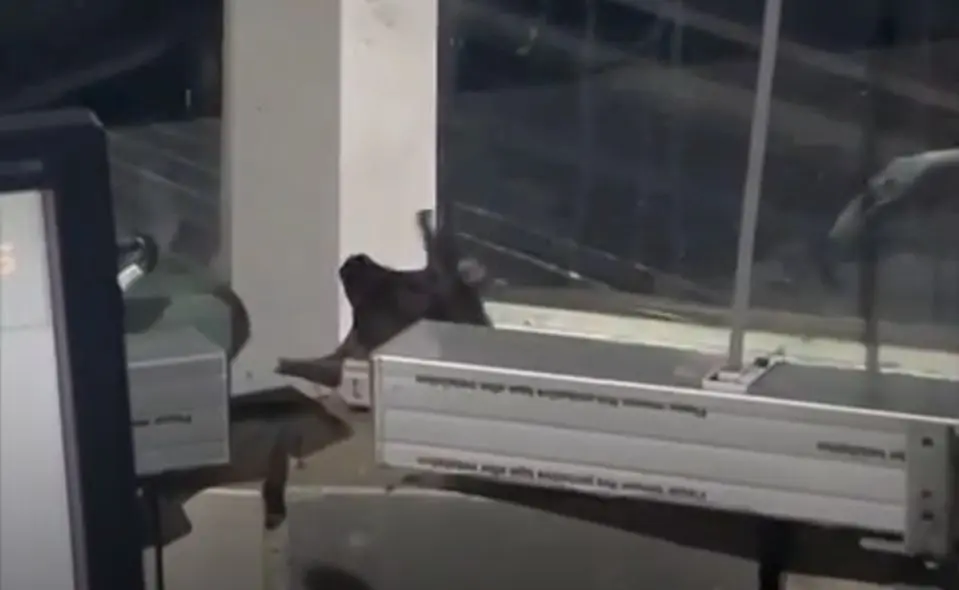 Funcionários denunciam condições da torre de controle do aeroporto: “Vivemos com morcegos”