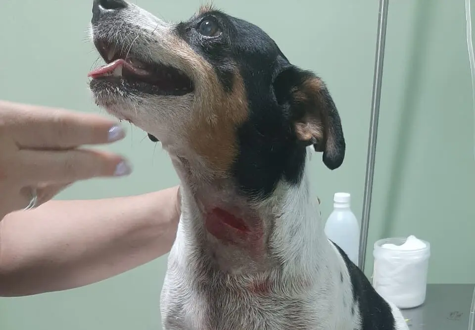Capivaras atacam cachorro em Rio Branco e tutora critica falta de orientação sobre animais selvagens